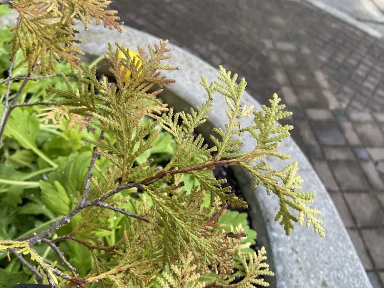 Thuja Occidentalis Enlightened Brookgreen